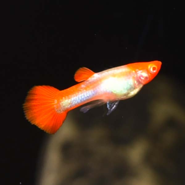 Albino Koi Guppy, Male